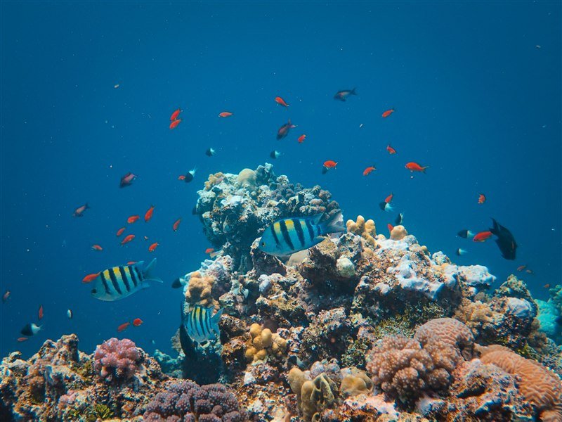 Banana Reef — фото рифа