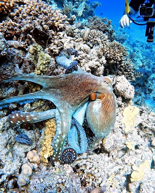 PADI Deep Diver