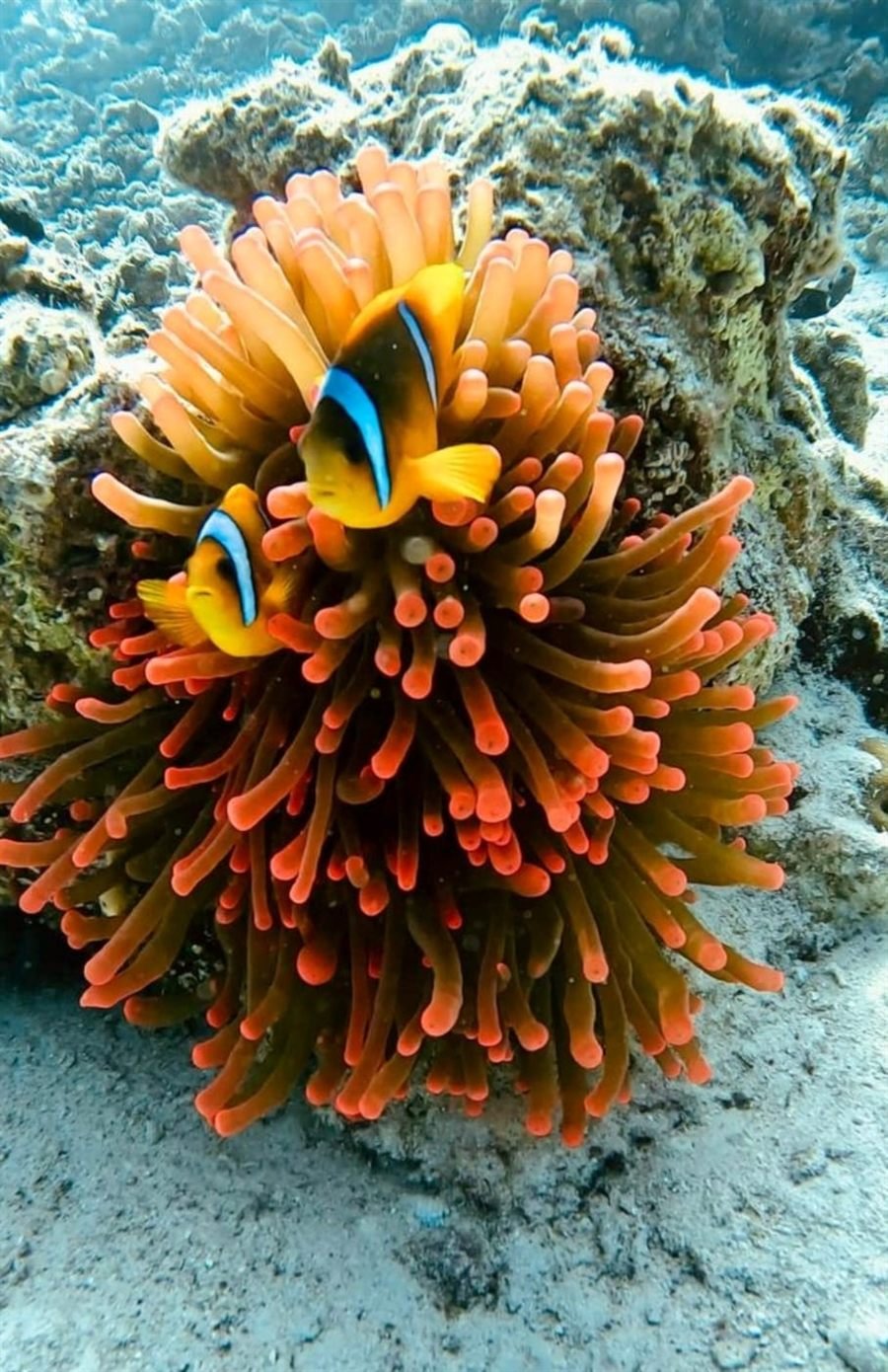 Zwei Clownfische in ihrer orangeroten Anemone am Riff