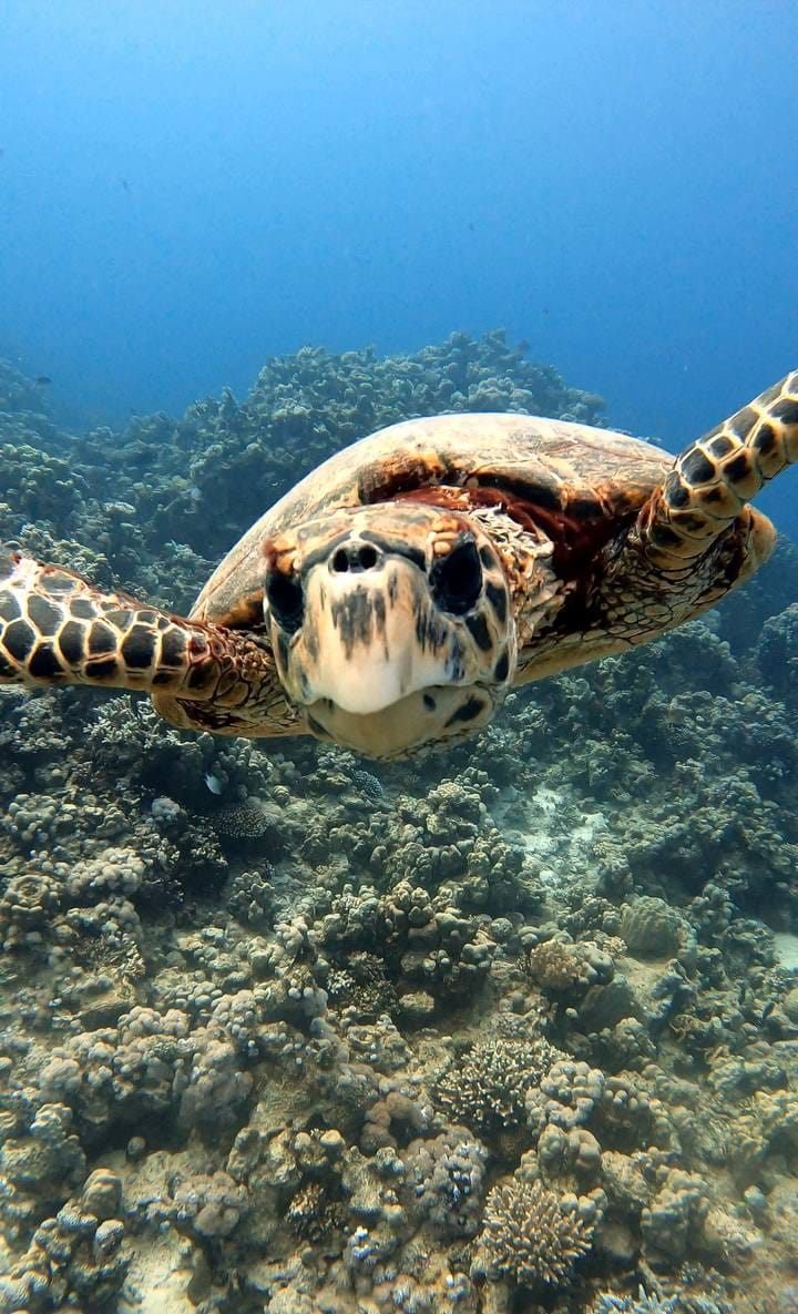 Meeresschildkröte schwimmt dicht über einem Korallenriff auf die Kamera zu
